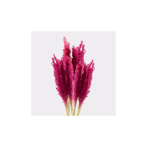 Bouquet d'herbes du Cantal - Rose- Vendu par 6
