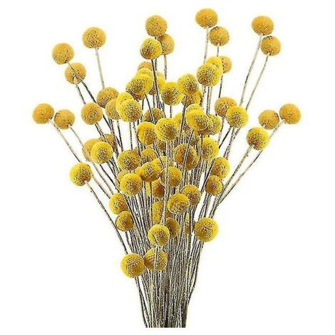 Bouquet floreale di Craspedia con 40 steli di fiori secchi naturali e palline di Billy Button