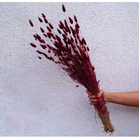 Bouquet séché de brins d'herbe bourguignonne Lagurus 40-70 cm