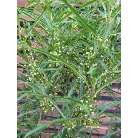Bourdaine 'Fine Line'® Pot de 3L/4L