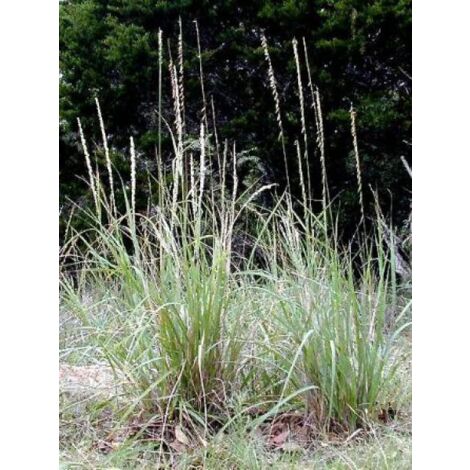 Bouteloua curtipendula Godet de 8/9 cm