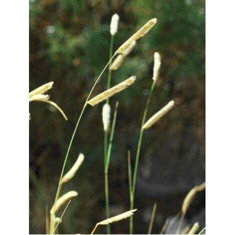 Bouteloua gracilis Godet de 8/9 cm
