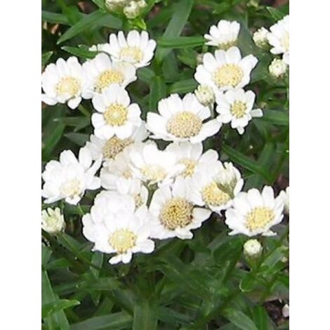 Bouton d'argent 'Nana Compacta' Godet de 8/9 cm