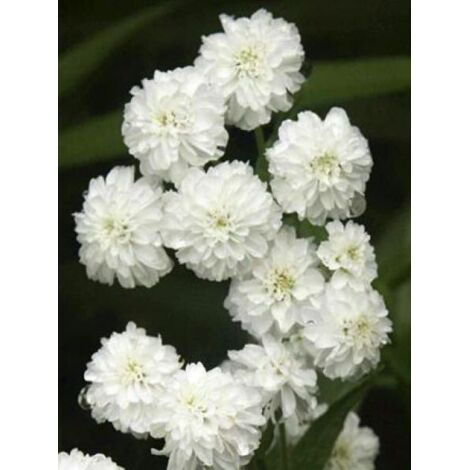 Bouton d'argent 'Perry's White' Godet de 8/9 cm