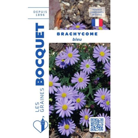 Brachycome bleu - 0,5g