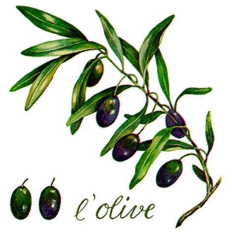 Braun & Company Servietten l'Olive, 33 x 33 cm - 20er Pack
