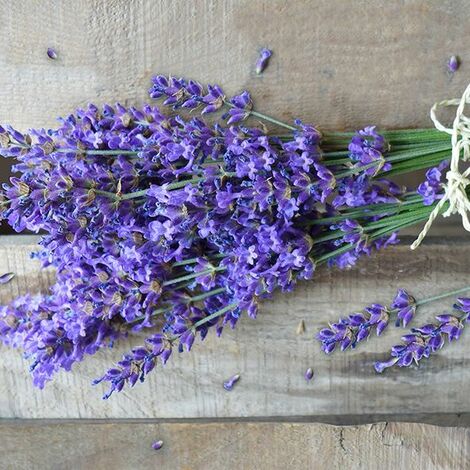 Braun & Company Servietten Motiv Natrural Lavender 33 x 33 cm - 20er Pack Partydekoration