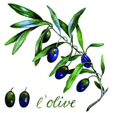 Braun & Company Servietten Motiv Olive weiß 33x33 cm, 20er Pack Papierservietten