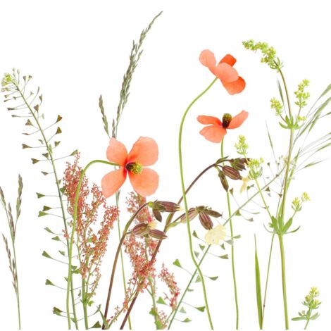 Braun & Company Servietten Motiv Wiesenblume 33 x 33 cm Tischservietten