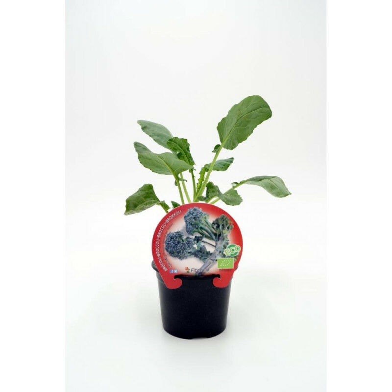 

Brocoli Sprouting Ecologico Maceta 11Cm