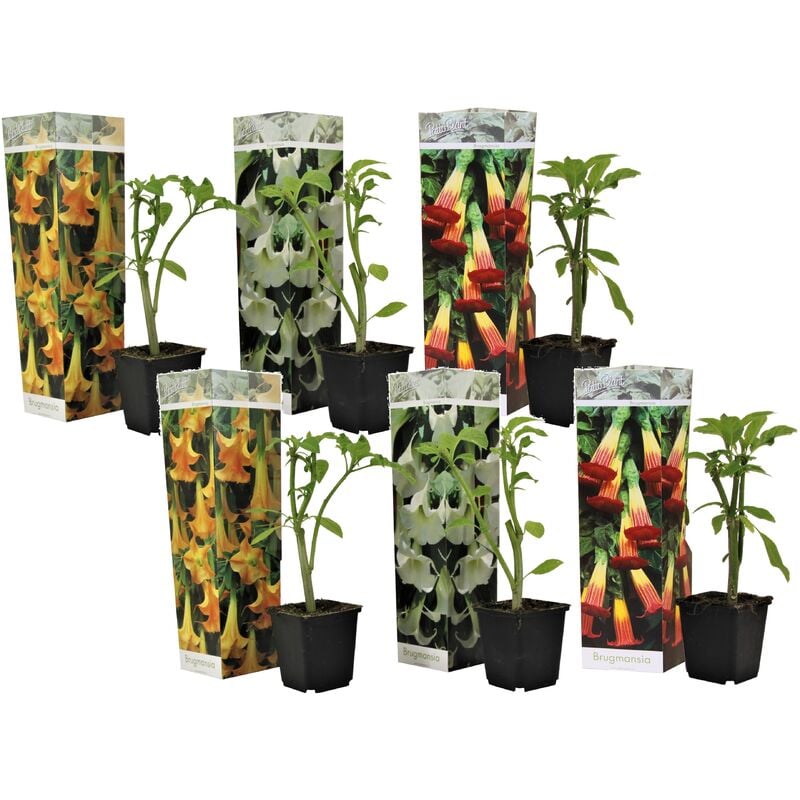 Plant In A Box - Brugmansia - Mélange de 6 - Fleurs de jardin - Pot 9cm - Hauteur 25-40cm - Jaune