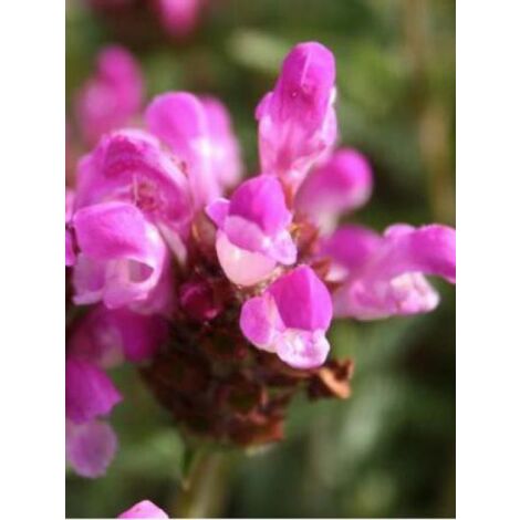 Brunelle, Prunelle 'Altenberg Rosa' Godet de 8/9 cm
