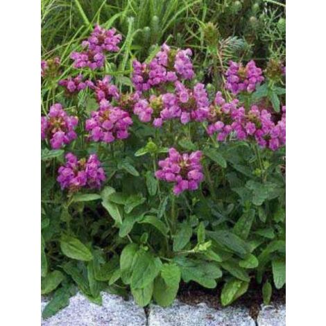 Brunelle, Prunelle 'Bella Deep Rose' Godet de 7/8 cm