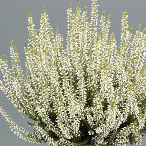 Bruyère d'été - Calluna Garden Girls Bettina Pot de 1L/1,5L