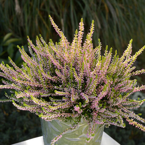 Bruyère d'été - Calluna vulgaris Theresa Godet de 8/9 cm