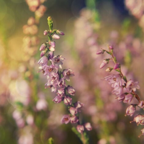 Bruyère d'été vulgaris Winter Chocolate