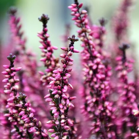 Bruyère d'hiver darleyensis Darley Dale