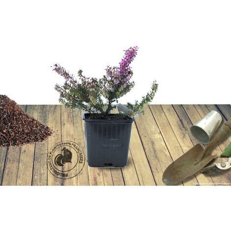Bruyère d'hiver darleyensis J w porter | Godet - 5/20 cm