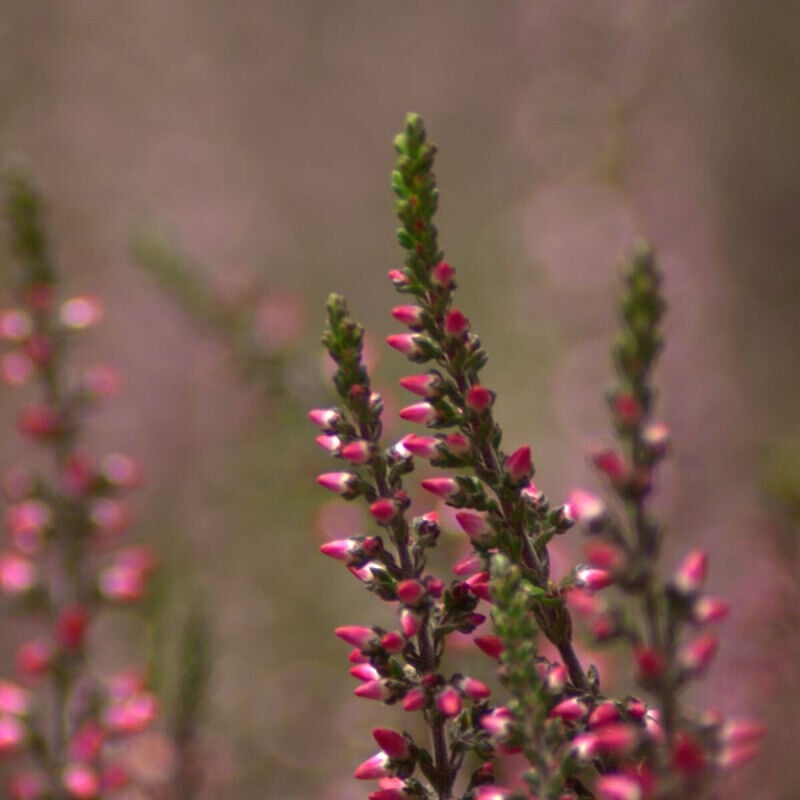 Bruyère d'hiver Kramer Rot/Pot de 3L - Rose