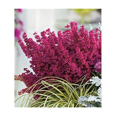 FABRE GRAINES BRUYERE D'HIVER ERICA ROUGE - Rustique - 3 GODETS