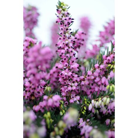 Bruyère d'hiver 'Kramer's Rote' Taille du pot - Pot de 5 Litres