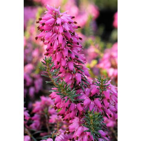 Bruyère d'hiver 'Rosalie' Taille du pot - Pot de 1 Litre