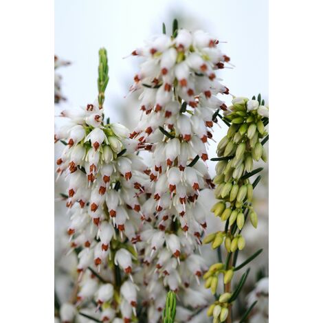 Bruyère d'hiver 'White Perfection' Taille du pot - Pot de 5 Litres