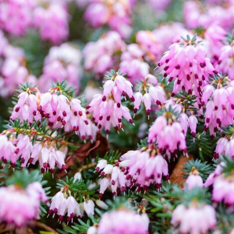 Bruyère d'hiver x darleyensis 'George Rendall' (Erica x darleyensis 'George Rendall')
