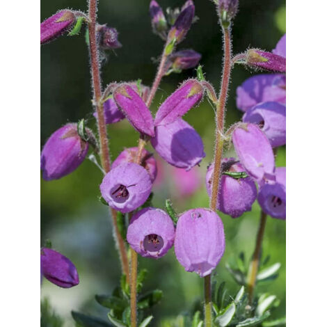 Bruyère d'Irlande, Bruyère de Saint-Daboec 'Vanessa' Pot de 12 cm / 13 cm