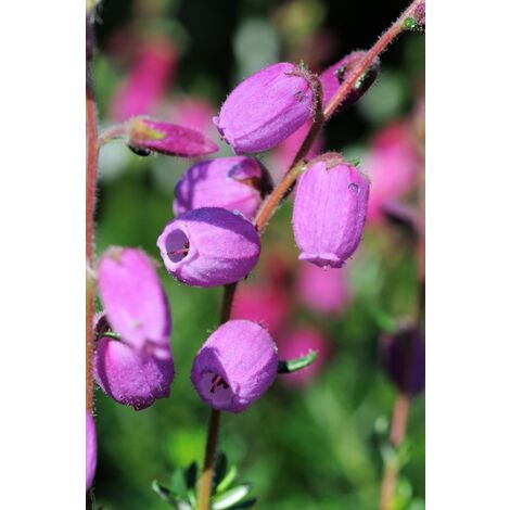 Bruyère d'Irlande 'Vanessa' Taille du pot - Pot de 1 Litre