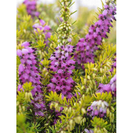 Bruyère 'Eva Gold' Pot de 1L/1,5L