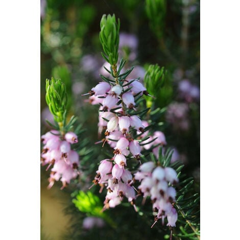 Bruyère méditerranéenne Taille du pot - Pot de 3 Litres