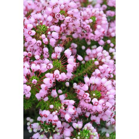 Bruyère vagabonde 'Maxwell' Taille du pot - Pot de 3 Litres