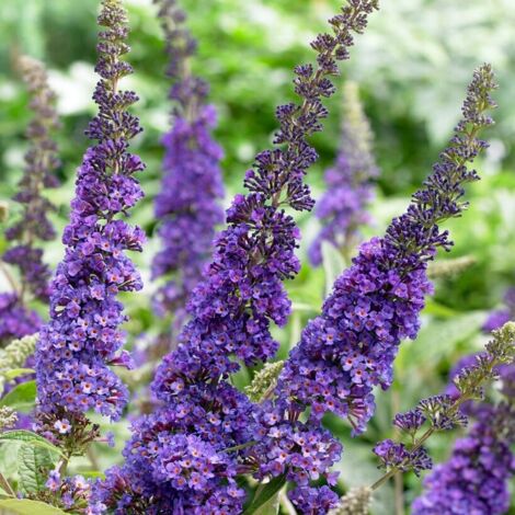Buddleia davidii Empire Blue "Albero delle Farfalle" Buddleja pianta in vaso  19 cm h. 40/60 cm