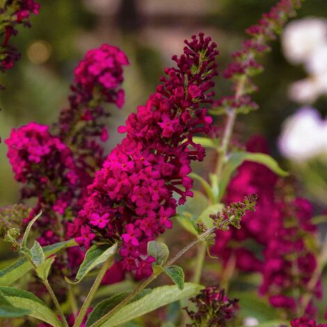 Buddleia davidii Royal Red Rossa "Albero delle Farfalle" Buddleja pianta in vaso 7x7 cm