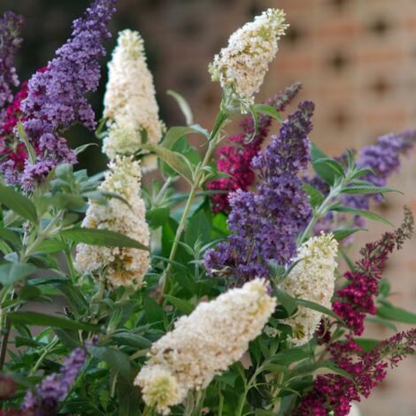 Buddleia davidii Tricolor "Albero delle Farfalle" Buddleja pianta in vaso  18 cm