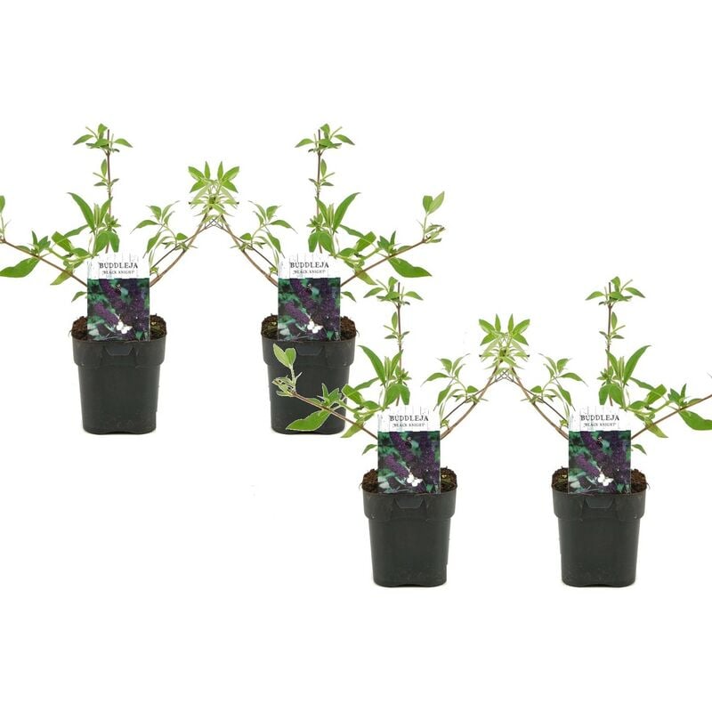 Plant In A Box - Buddleja davidii 'Chevalier noir' - Set de 4 Buddleia - ⌀17cm - Hauteur 30-40cm - Violet