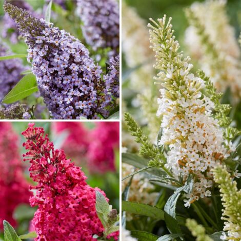 Buddleja davidii Butterfly Candy Trio Little Sweetheart, White, Little Ruby - Arbres à papillons nains Pot de 4L/5L