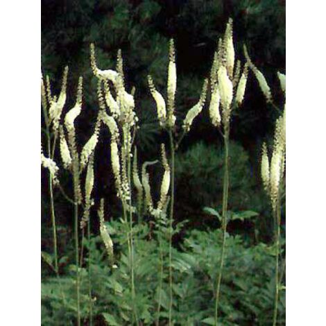 Bugbane 'White Pearl' Godet de 8/9 cm