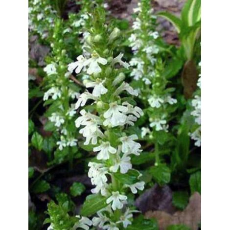 Bugle rampant 'Alba' Godet de 7/8 cm