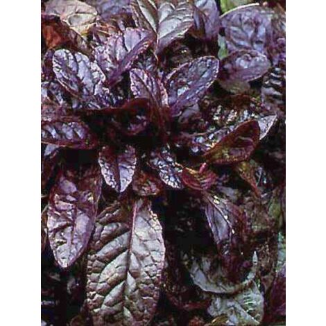 Bugle rampant 'Atropurpurea' Godet de 7/8 cm