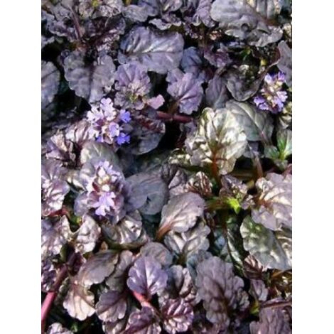 Bugle rampant 'Black Scallop' Godet de 8/9 cm