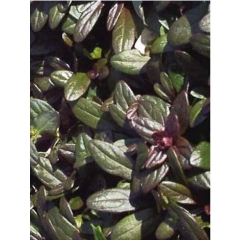 Bugle rampant 'Chocolate Chips' Godet de 8/9 cm