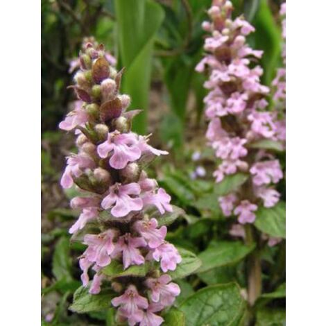 Bugle rampant 'Rosea' Godet de 8/9 cm