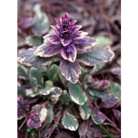 Bugle rampant 'Variegata' Godet de 8/9 cm