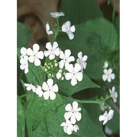 Buglosse de Sibérie 'Betty Bowring' Pot de 2L/3L