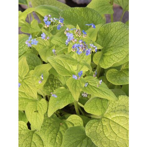 Buglosse de Sibérie 'Diane's Gold' Godet de 8/9 cm