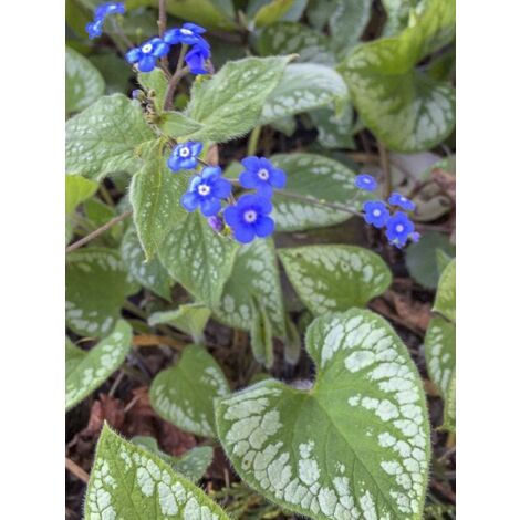 Buglosse de Sibérie 'Emerald Mist' Godet de 8/9 cm