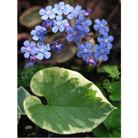 Buglosse de Sibérie 'Hadspen Cream' Godet de 8/9 cm