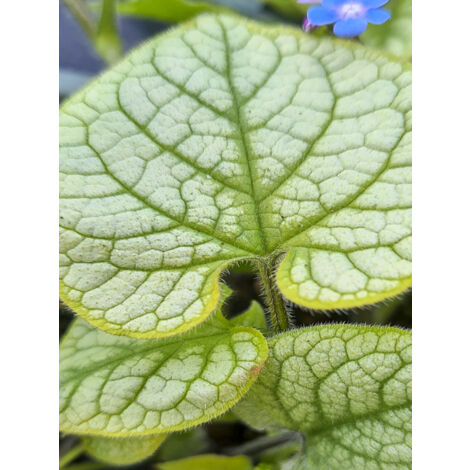 Buglosse de Sibérie 'Jack's Gold' Godet de 8/9 cm
